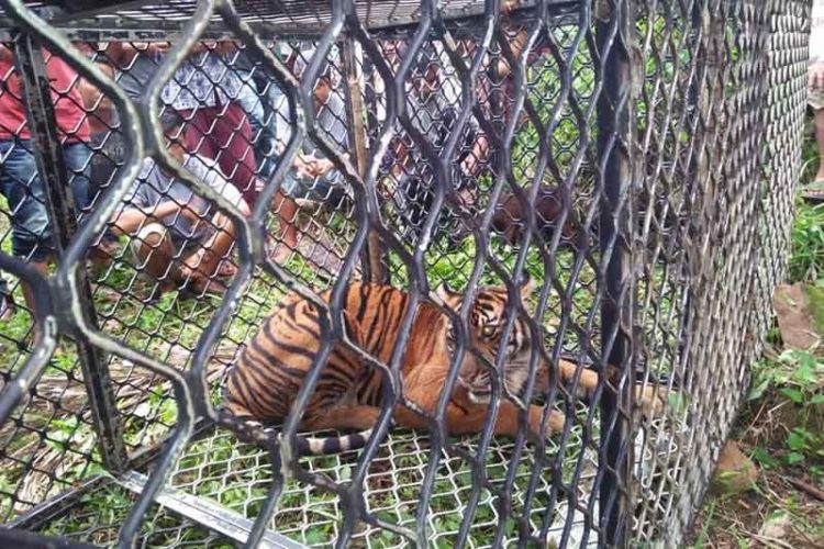 3 Harimau Berkeliaran di Perkebunan Warga Aceh Selatan