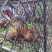 3 Harimau Berkeliaran di Perkebunan Warga Aceh Selatan