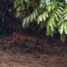 BKSDA Lepasliarkan Harimau Sumatra di Taman Nasional Gunung Leuser