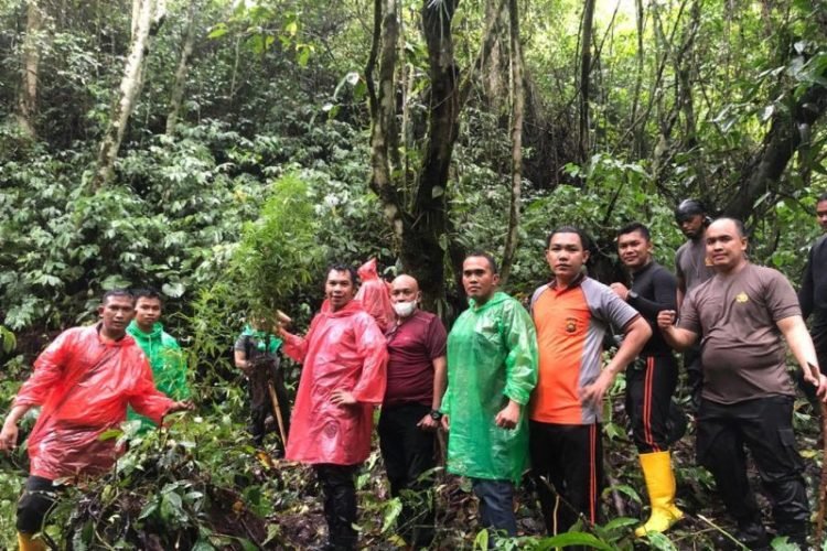 Polisi Temukan Setengah Hektare Ladang Ganja di Hutan Adat Kerinci