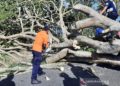 Jalan Kelok 44 Agam Tertutup Pohon Roboh