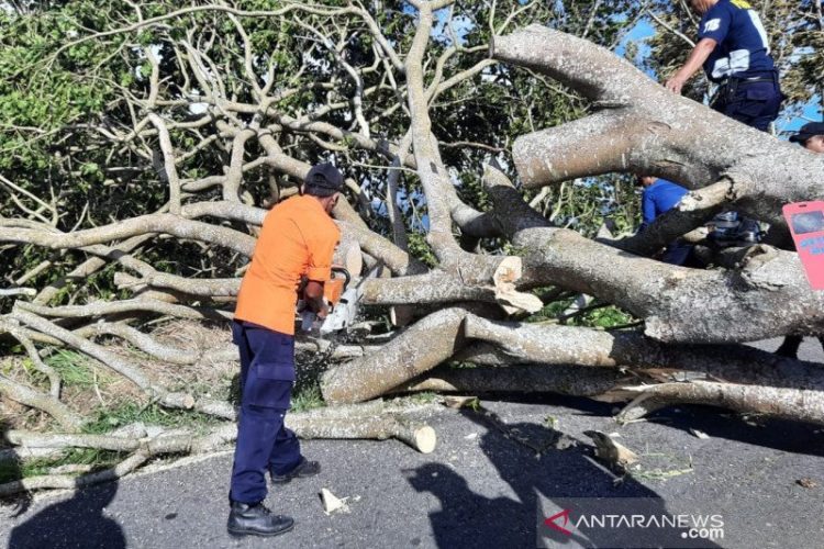 Jalan Kelok 44 Agam Tertutup Pohon Roboh