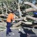 Jalan Kelok 44 Agam Tertutup Pohon Roboh