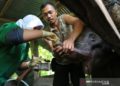 Anak Gajah yang Terjerat di Aceh Mati Setelah Dirawat 2 Hari