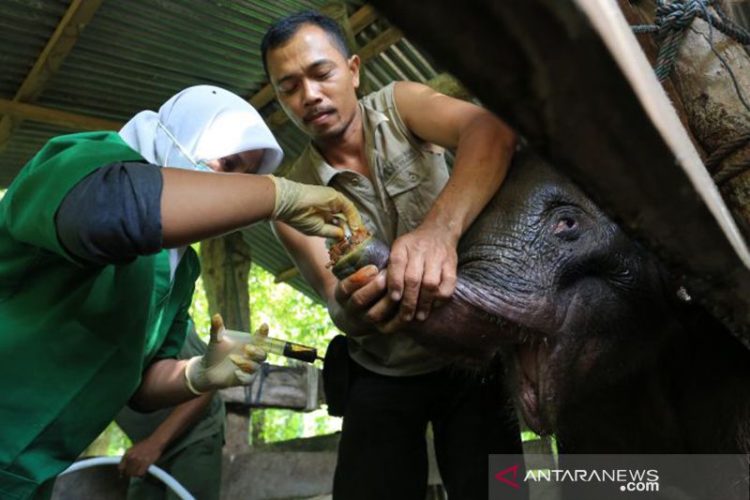 Anak Gajah yang Terjerat di Aceh Mati Setelah Dirawat 2 Hari