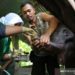 Anak Gajah yang Terjerat di Aceh Mati Setelah Dirawat 2 Hari