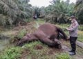 Seekor Gajah Betina di Riau Ditemukan Mati di Area HPK