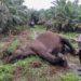 Seekor Gajah Betina di Riau Ditemukan Mati di Area HPK