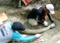 Fosil Gading Gajah 1,5 Meter Ditemukan di Kudus