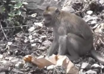 Ratusan Kera Turun dari Kawasan Semeru karena Kelaparan