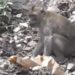 Ratusan Kera Turun dari Kawasan Semeru karena Kelaparan