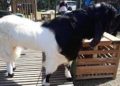 60 Kambing Ikut Kontes di Universitas Pahlawan Kampar