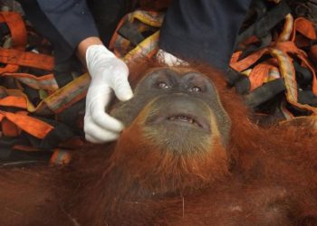 Sukma  Si Orang Utan Betina Dievakuasi dari Kebun Warga