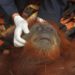 Sukma  Si Orang Utan Betina Dievakuasi dari Kebun Warga