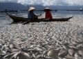 Ribuan Ikan di Danau Maninjau Mati Terapung Diduga Karena Faktor Cuaca