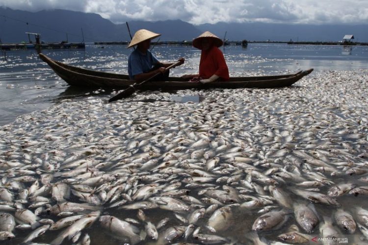 Ribuan Ikan di Danau Maninjau Mati Terapung Diduga Karena Faktor Cuaca