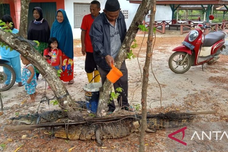 Pawang Berhasil Tangkap Buaya yang Menggigit Ketua DPRD Babel