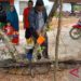 Pawang Berhasil Tangkap Buaya yang Menggigit Ketua DPRD Babel