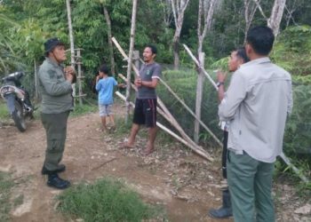 Induk dan Dua Anak Beruang Madu Masuk Kebun Warga di Riau