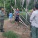 Induk dan Dua Anak Beruang Madu Masuk Kebun Warga di Riau