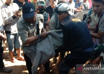 BKSDA Sumbar Evakuasi Seekor Harimau di Perkebunan Warga di Agam