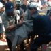 BKSDA Sumbar Evakuasi Seekor Harimau di Perkebunan Warga di Agam