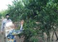 Dirikan Kampung Buah, Sumsel Siapkan Lahan 10 Hektare