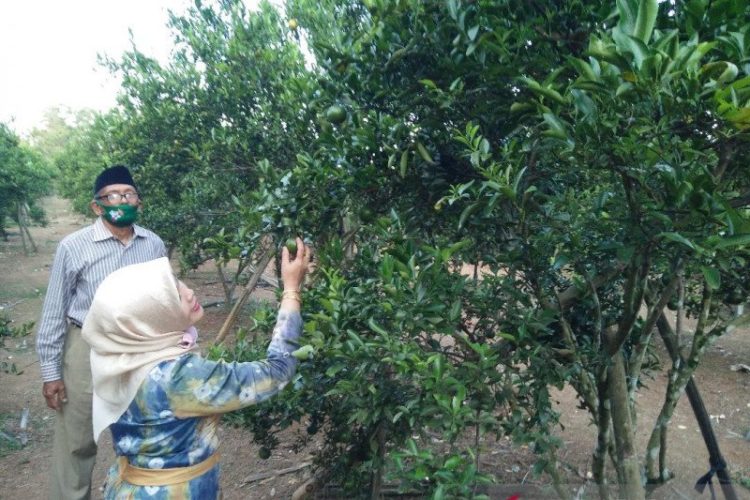 Dirikan Kampung Buah, Sumsel Siapkan Lahan 10 Hektare