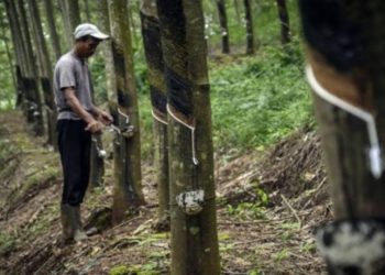 Kurang Pasokan, Pabrik Karet Sumsel Terpaksa Impor dari Vietnam