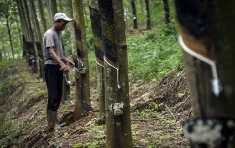Kurang Pasokan, Pabrik Karet Sumsel Terpaksa Impor dari Vietnam