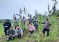 Tim Gabungan Polda Lampung dan Aceh Temukan 6 Hektare Ladang Ganja