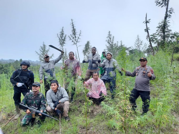 Tim Gabungan Polda Lampung dan Aceh Temukan 6 Hektare Ladang Ganja