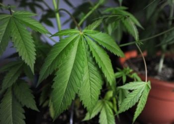 BNN Temukan 1 Hektare Ladang Ganja di Empat Lawang Sumsel