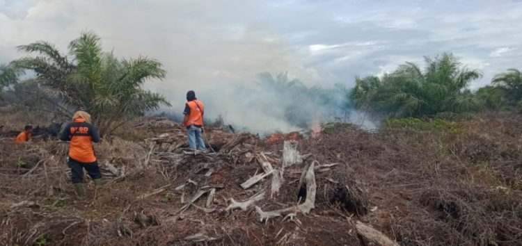Lima Hektare Lahan Sawit Terbakar di Aceh