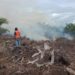 Lima Hektare Lahan Sawit Terbakar di Aceh