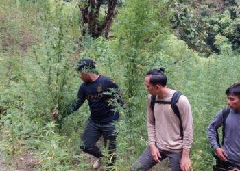 Polda Sumut Temukan Dua Hektare Ladang Ganj di Mandailing Natal