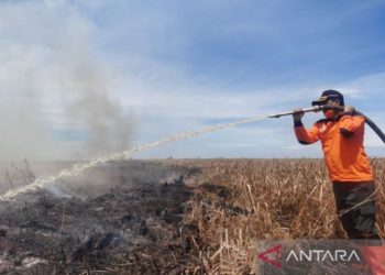 Puluhan Hektare Lahan di Riau Terbakar
