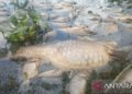 Ribuan Ikan di Danau Maninjau Mati Kekurangan Oksigen