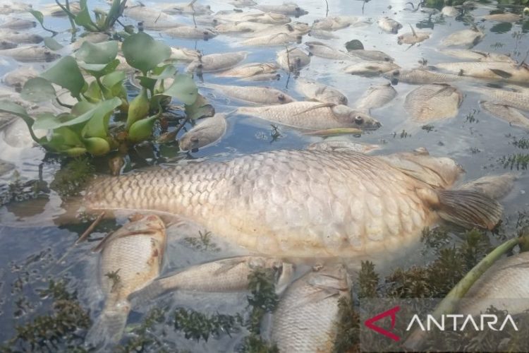 Ribuan Ikan di Danau Maninjau Mati Kekurangan Oksigen