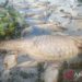 Ribuan Ikan di Danau Maninjau Mati Kekurangan Oksigen