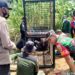 BKSDA Bengkulu Pasang Perangkap Buaya Pemangsa di Mukomuko