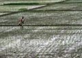 Luas Areal Persawahan di Bengkulu Menyusut