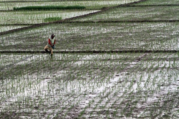 Luas Areal Persawahan di Bengkulu Menyusut
