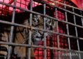 BKDSA Jambi Segera Lepasliarkan Harimau Sumatra di TNKS
