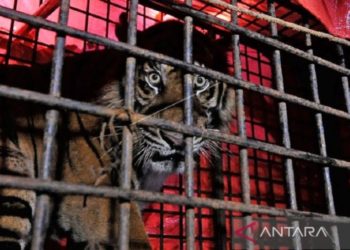 BKDSA Jambi Segera Lepasliarkan Harimau Sumatra di TNKS
