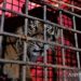 BKDSA Jambi Segera Lepasliarkan Harimau Sumatra di TNKS
