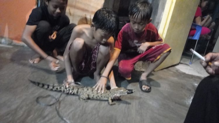 Usai Banjir Buaya Anakan Sepanjang 60 Cm Ditemukan Masuk Rumah Warga