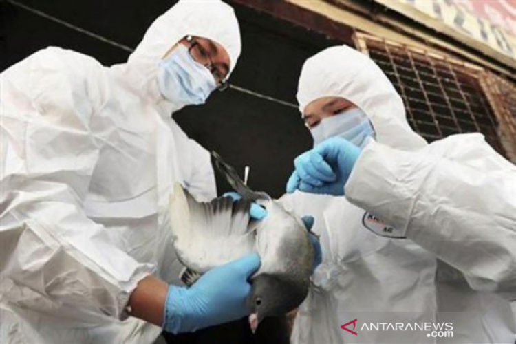 Kasus Flu Burung H5 pada Manusia Ditemukan di AS