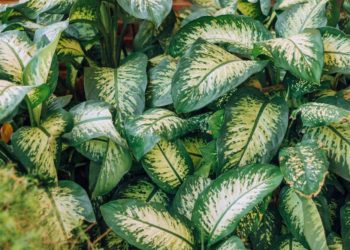 Tanaman Sri Rejeki Beracun? Ini Faktanya