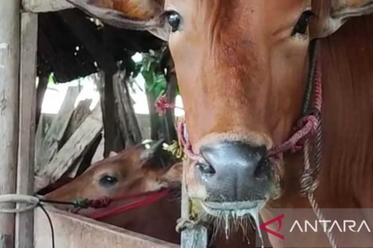 Penyakit Mulut dan Kuku Serang Ternak Sapi di Babel